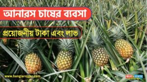 Pineapple Farming Business in Bengali